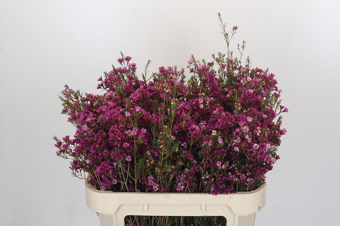 <h4>Chamelaucium 'Nina's Delight'</h4>