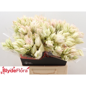 Serruria Ayoba Ice Star 4-5