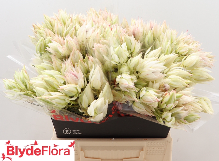 <h4>Serruria Ayoba Ice Star 4-5</h4>