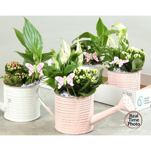 ARR INSIDE WATERING CAN X4