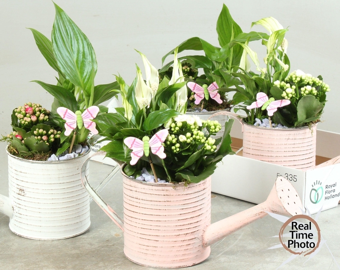 <h4>ARR INSIDE WATERING CAN X4</h4>