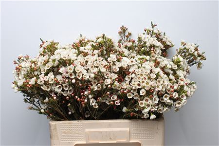 <h4>Chamelauc Moonlight Delight</h4>
