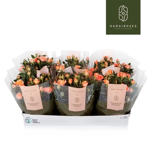 Rosa Kordana Schaal Zalm