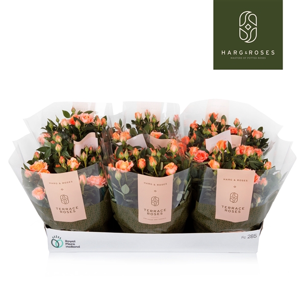 <h4>Rosa Kordana Schaal Zalm</h4>