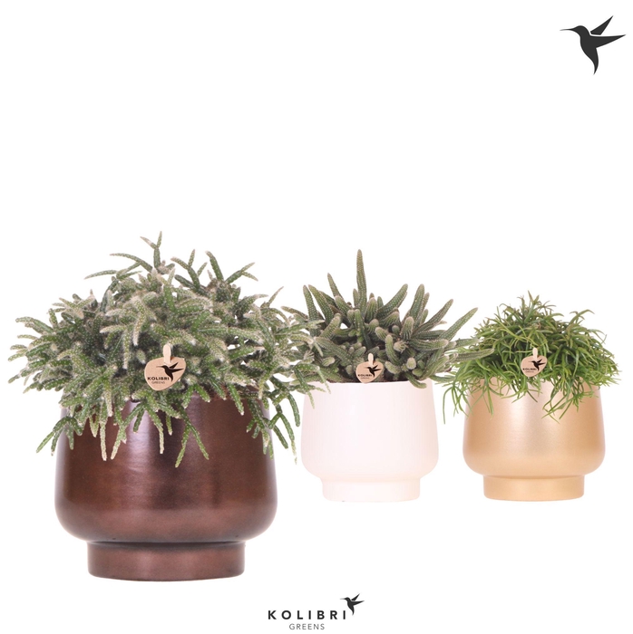 <h4>Kolibri Greens Rhipsalis mix in Scandic pot gold mix</h4>