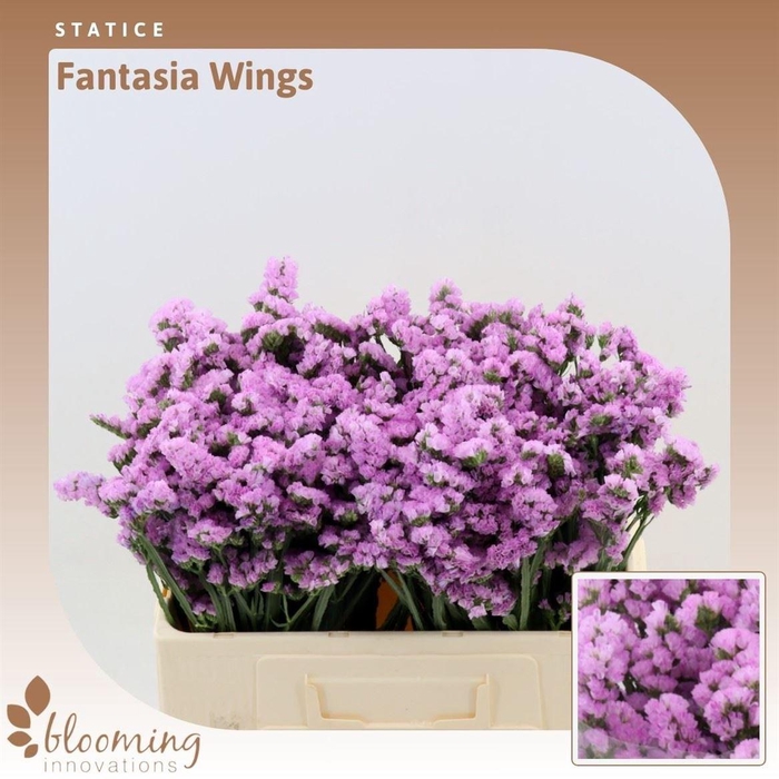 <h4>Statice Fantasia Wings</h4>