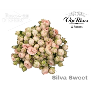 R TR SILVA SWEET+