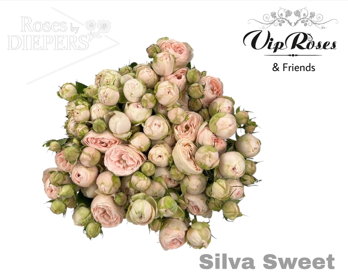 <h4>R TR SILVA SWEET+</h4>