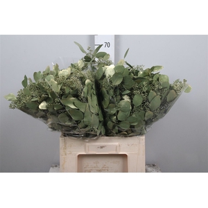 Euc Populus Berry V Olive Metallic