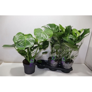 Monstera Deliciosa