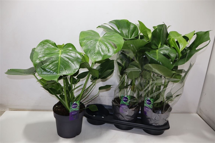 <h4>Monstera Deliciosa</h4>