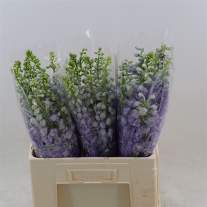 Delphinium double Aurora Lavender