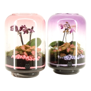 22017: Lovess arrangement