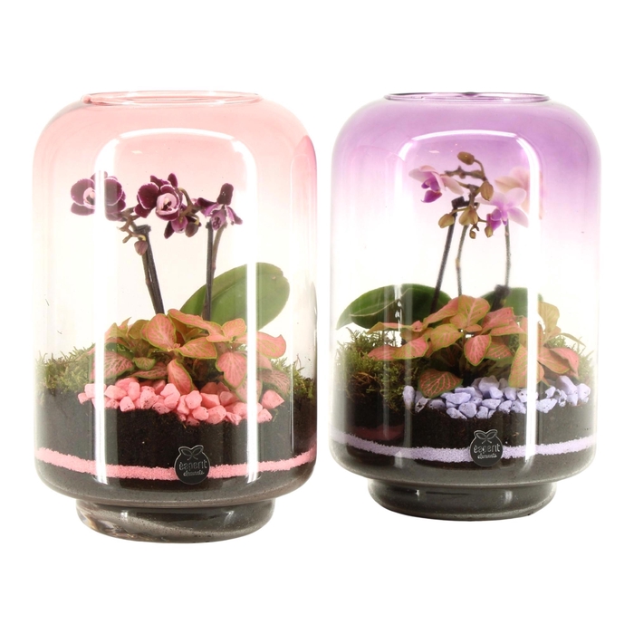 <h4>22017: Lovess arrangement</h4>