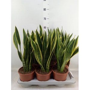 Sansevieria trifa. 'Laurentii'