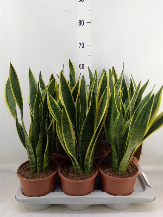 <h4>Sansevieria trifa. 'Laurentii'</h4>