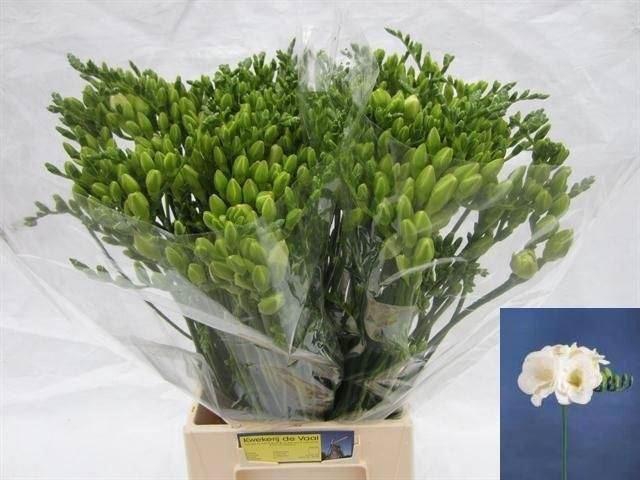 <h4>Freesia du Versailles</h4>