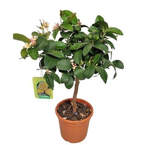 Citrus Lemon Meyer Stem