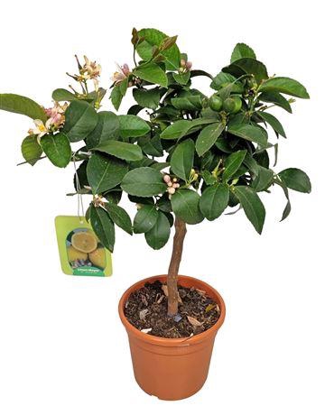 <h4>Citrus Lemon Meyer Stem</h4>