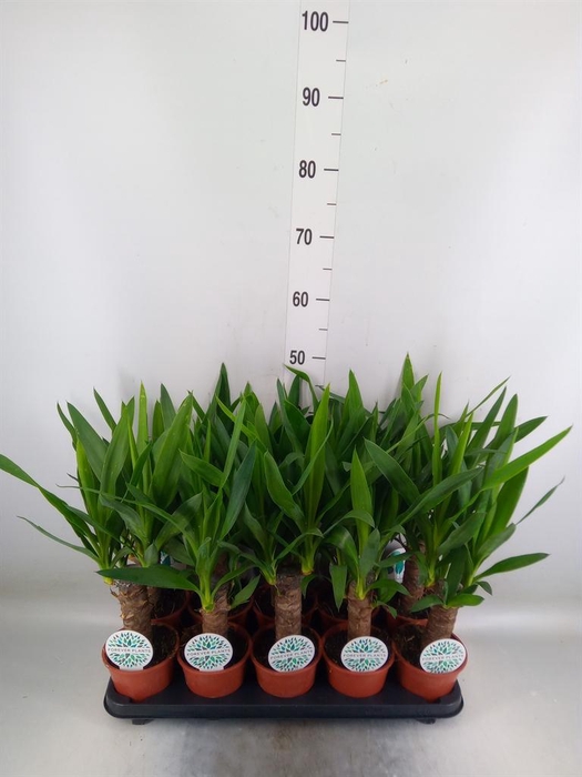 <h4>Yucca   ...</h4>