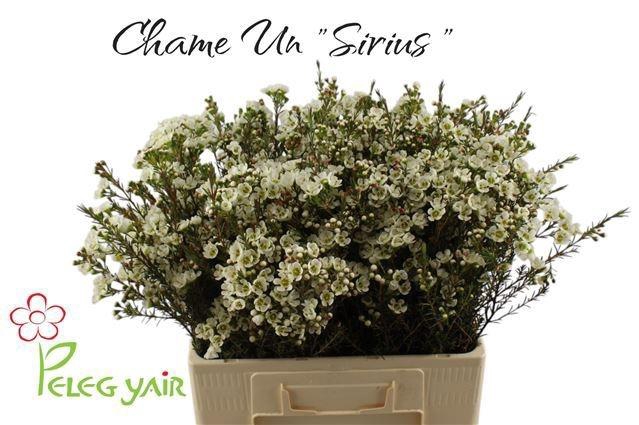 <h4>CHAME ME SIRIUS</h4>