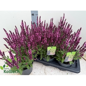 SALVIA NE SE DP ROSE