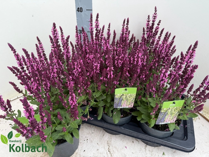 <h4>SALVIA NE SE DP ROSE</h4>