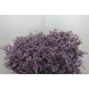 Limonium  'Safora Lilac'