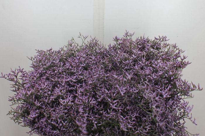 <h4>Limonium  'Safora Lilac'</h4>