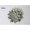 Echeveria Tolimanensis Hybrid Cutflower Wincx-8cm