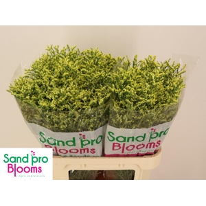 LIM SIN CHINA SUMMER