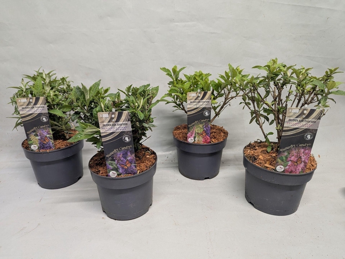 <h4>Buddleja Buddleja</h4>