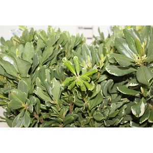 FOLH PIT.VARIEGATO
