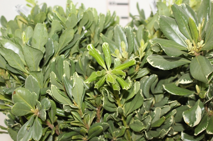 <h4>FOLH PIT.VARIEGATO</h4>