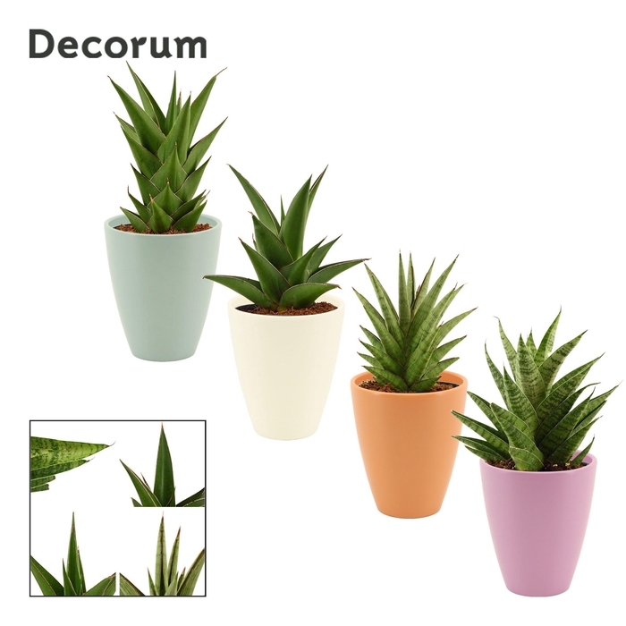 <h4>Sansevieria Crown Mix 12 cm in Carly (Craft world-collection)</h4>
