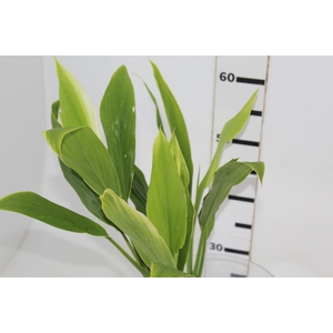 FOLHAGEM DRACENA ALBA