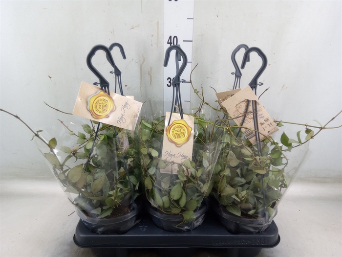 <h4>Hoya krohniana 'Eskimo'</h4>