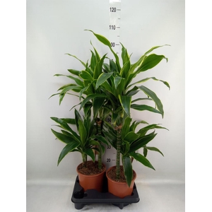 Dracaena fr de 'Art'