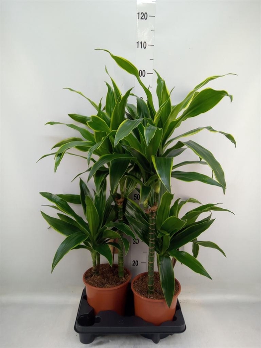 <h4>Dracaena fr de 'Art'</h4>
