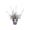 Gaura lind. Geyser Pink