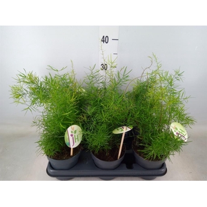 Asparagus dens. 'Sprengeri'