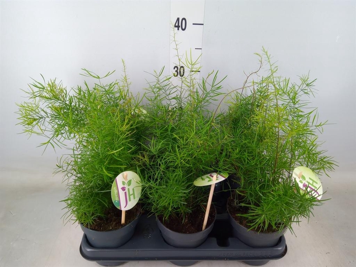 <h4>Asparagus dens. 'Sprengeri'</h4>