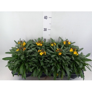 Erysimum  'Fragrant Sunshine'