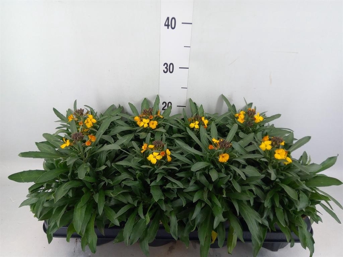 <h4>Erysimum  'Fragrant Sunshine'</h4>