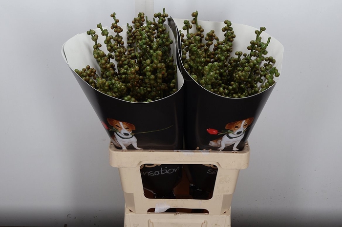 <h4>Ilex Wx (ex) Olijf</h4>