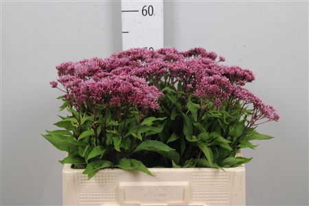 Eupat Purpureum