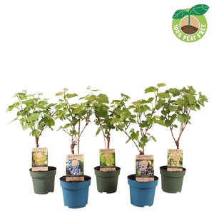 Vitis vinifera