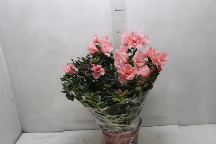 <h4>AZALEIA P20</h4>