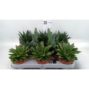 Aloe   ...mix