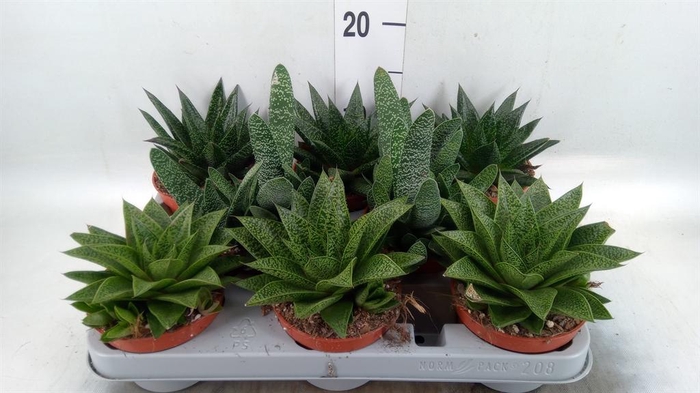 <h4>Aloe ...mix</h4>